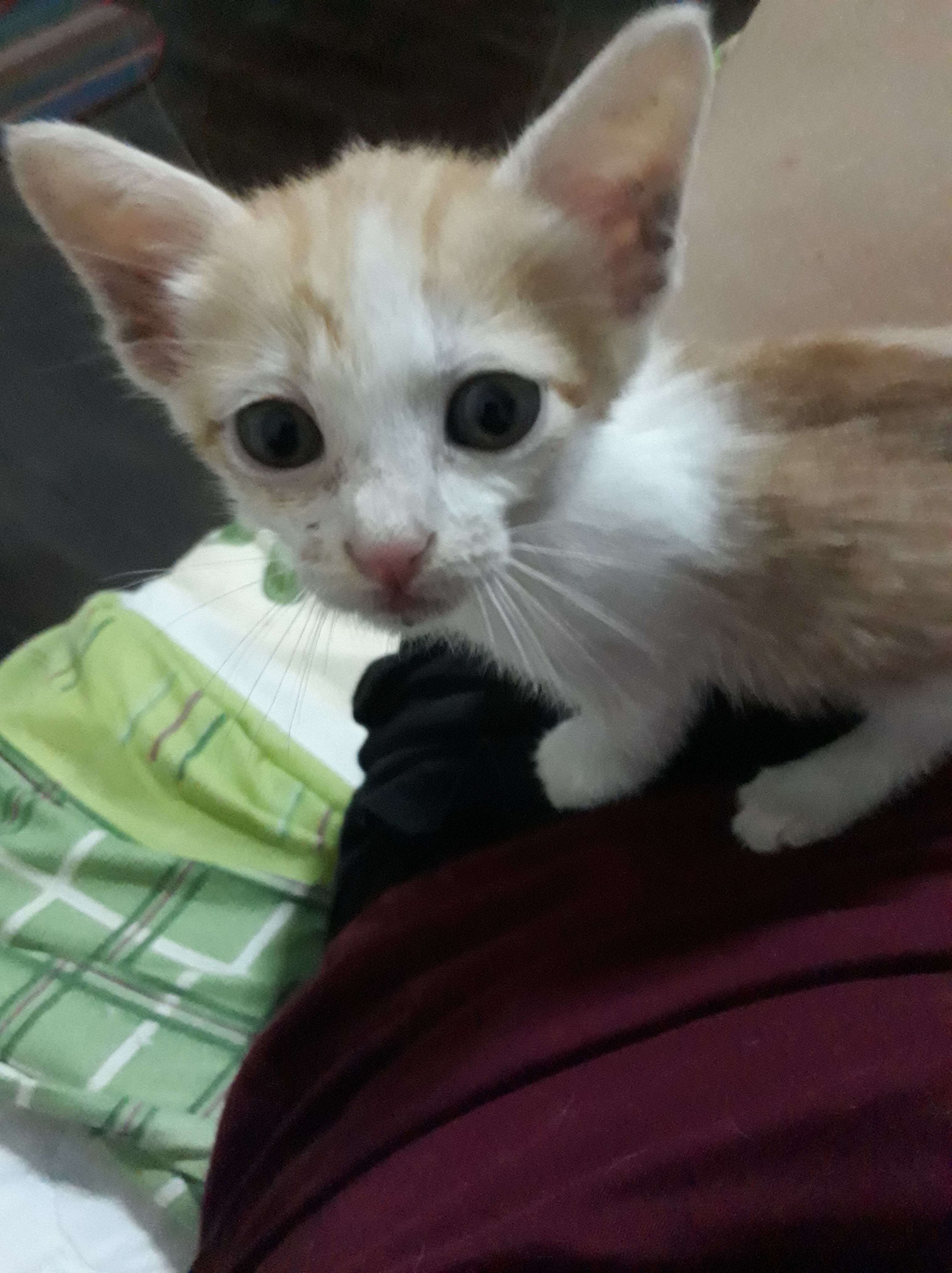 kitten