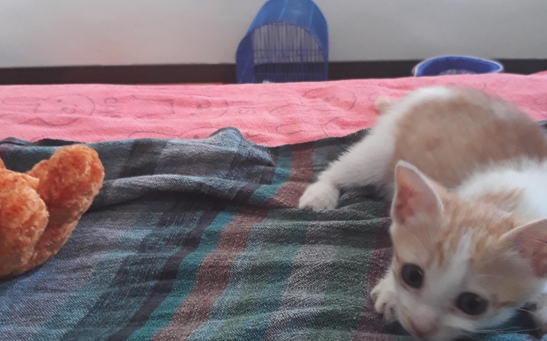 Mundo Exchange Thailand: The Unintentional Rescue Home for Abandoned Kittens