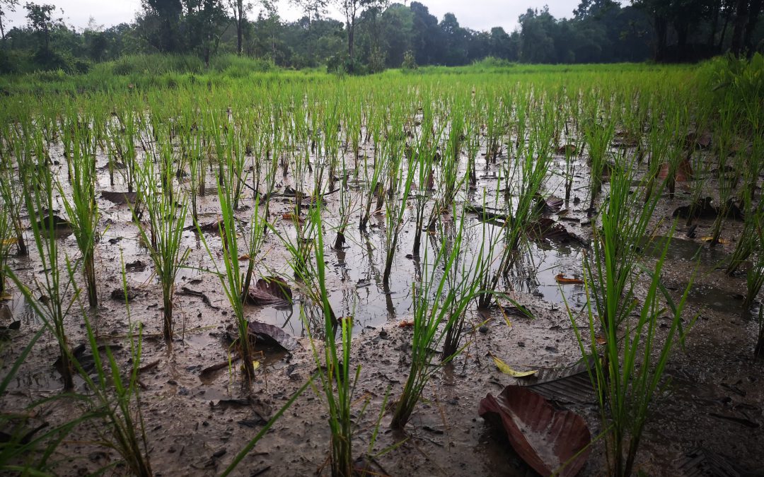 close up of a rice paddy during a rainy day