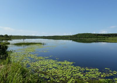 photos of isan lilypad lake