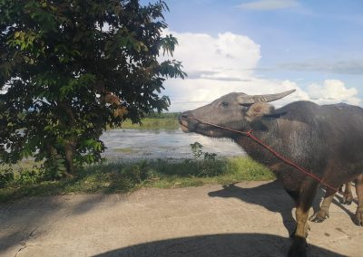 photos of isan, a buffalo on road in rural thailand