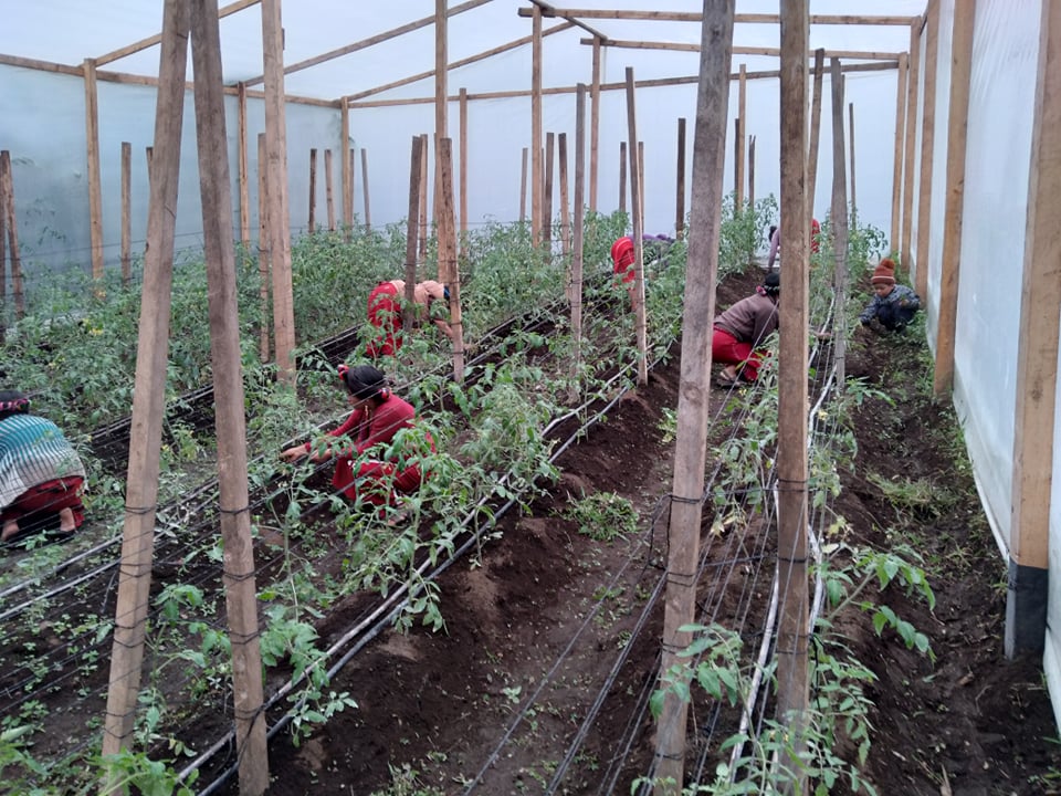 A Greenhouse Success Story Mundo Exchange