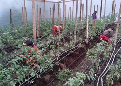 women inside of a greenhouse checking on the tomato plants